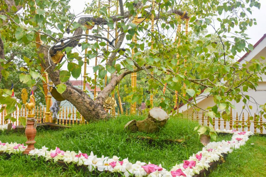 Sri Maha Bodhi